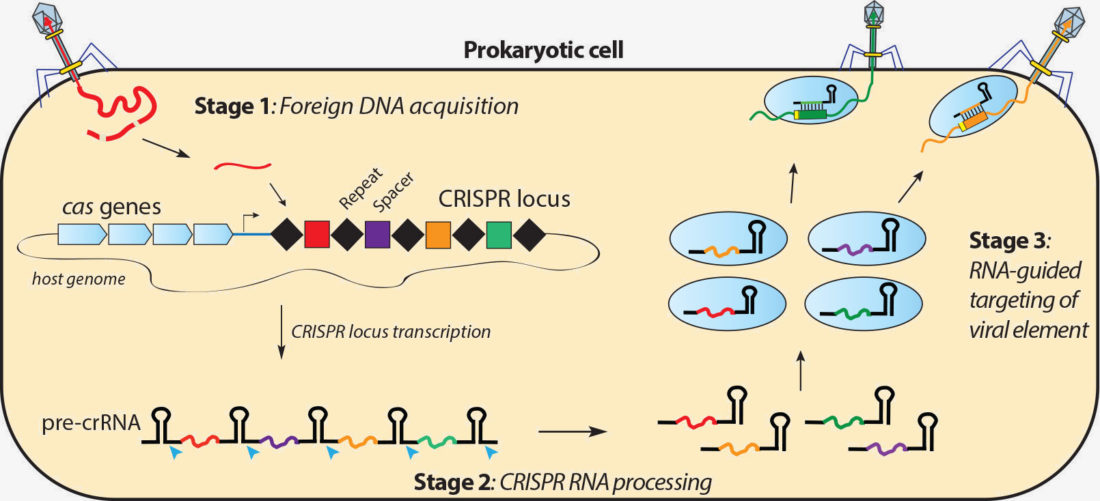 gebrek Reorganiseren voordeel CRISPR Systems - Doudna Lab